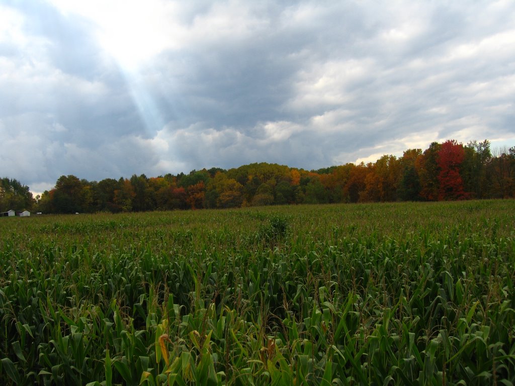 Schuyler Farms Corn Maze, Гейтс