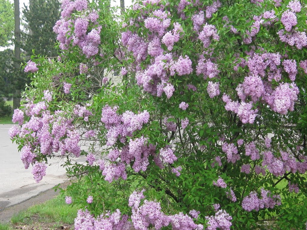 Lilacs in Goodwin Park, Грис
