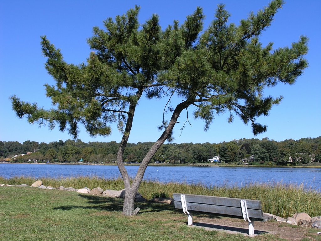 Pine tree   in Little Neck Bay, NYC., Грэйт-Нек-Эстейтс