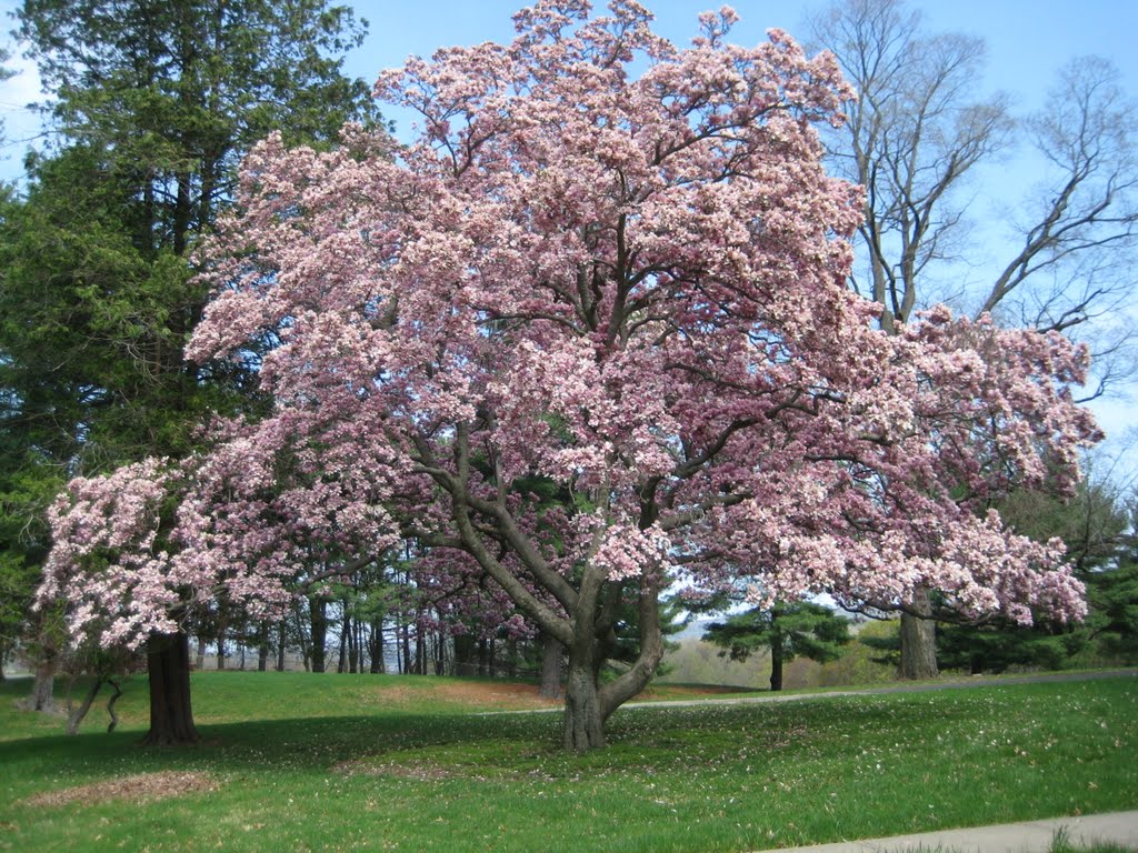 Mt. St. Alphonsus Magnolia Tree, ДеВитт