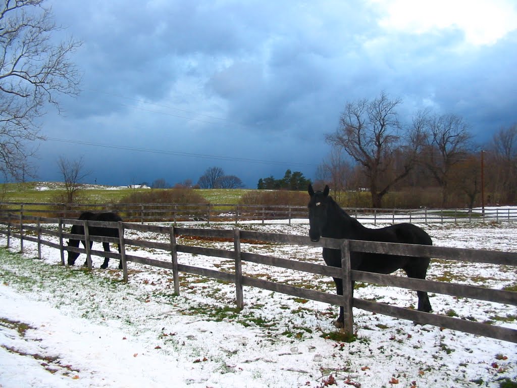 Percherons (before a winter storm on Travis Road), ДеВитт