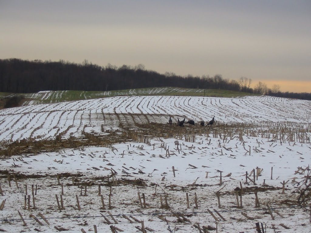 Turkeys in the field, ДеВитт