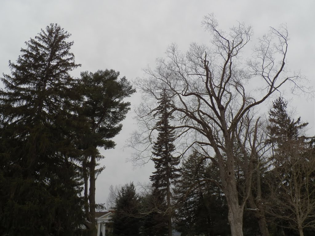 Cold Trees, ДеВитт
