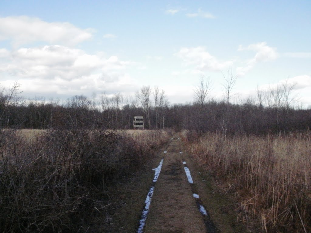 Trail through the Ramshorn wetland, Катскилл