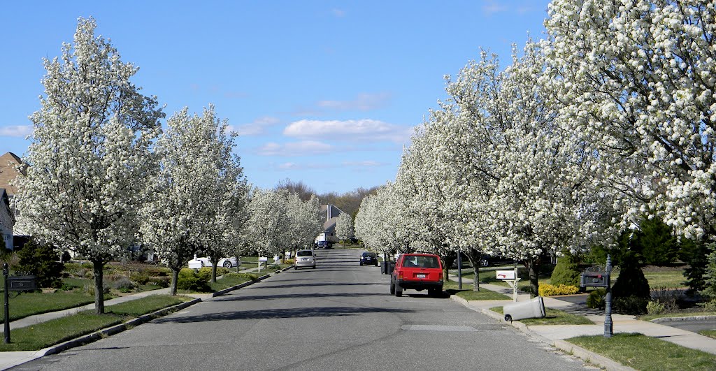 White Flowering Trees along Hayrick Lane - Commack, NY (April 2012), Коммак