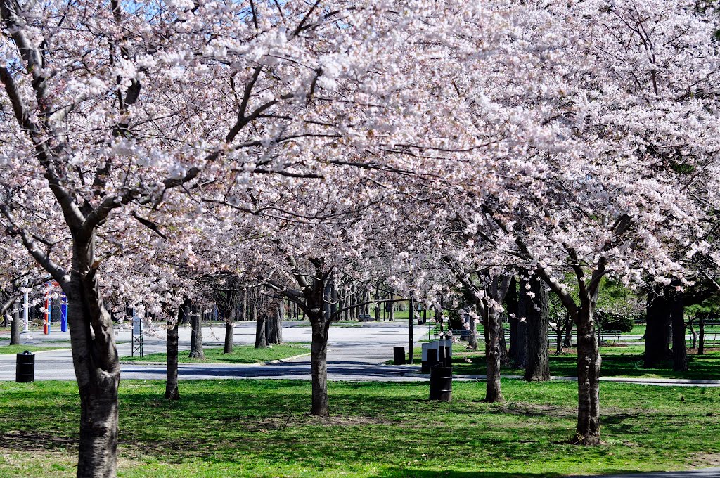 USA - NY. New York City, Queens. Spring with full blossoming at QMA & Corona State Park., Корона