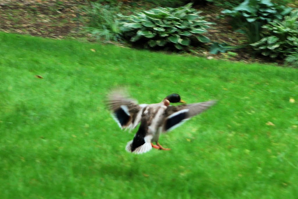 Duck in flight, Лауренс