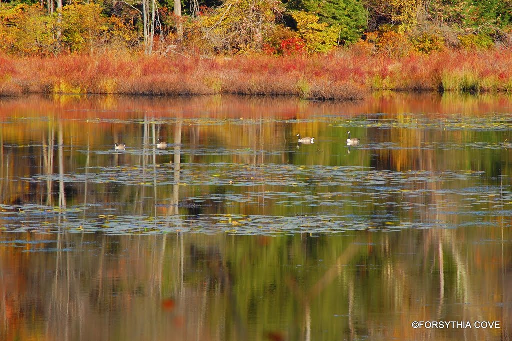 Wildlife on the pond in Hurleyville, NY., Либерти
