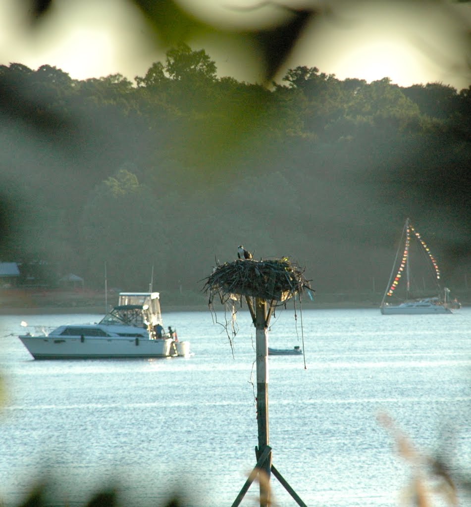 Osprey Nest at Manhasset Bay, Манхассет