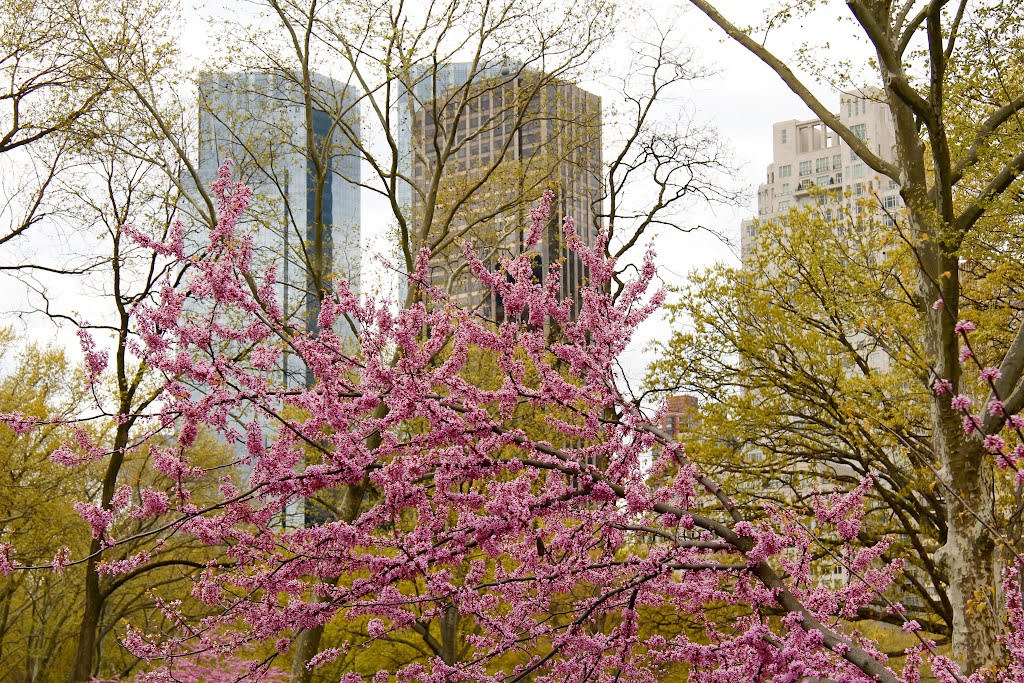 Rosaroter Frühling in New York/Pink Spring In New York, Манхаттан