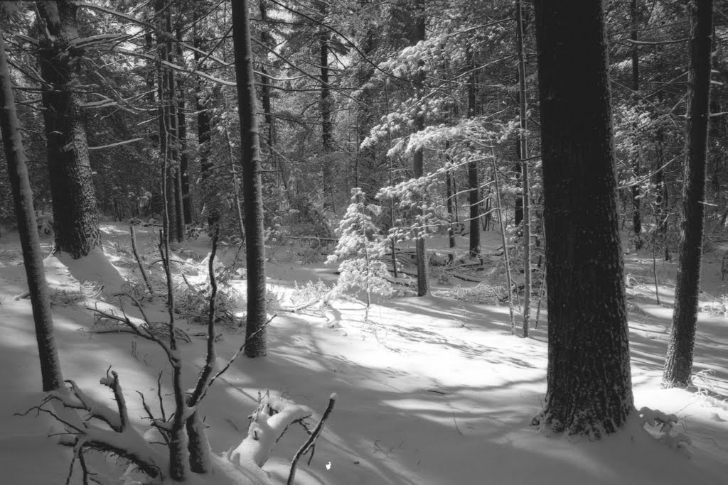 Snowlight - Cathedral Pines, Миддл-Айденд