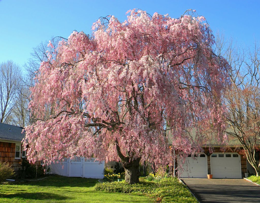 Weeping Cherry Tree at Woodland Road & View Drive - Miller Place, NY, Миддл-Айденд