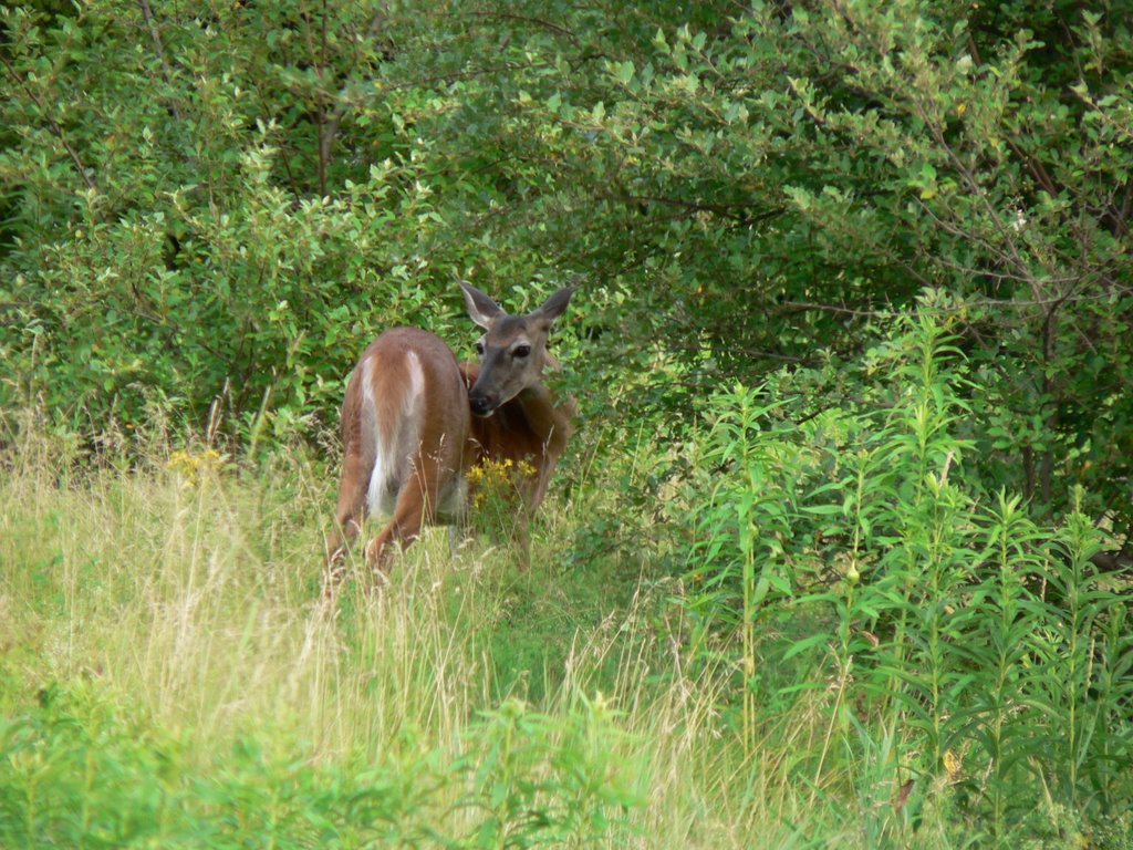 Deer, Миноа