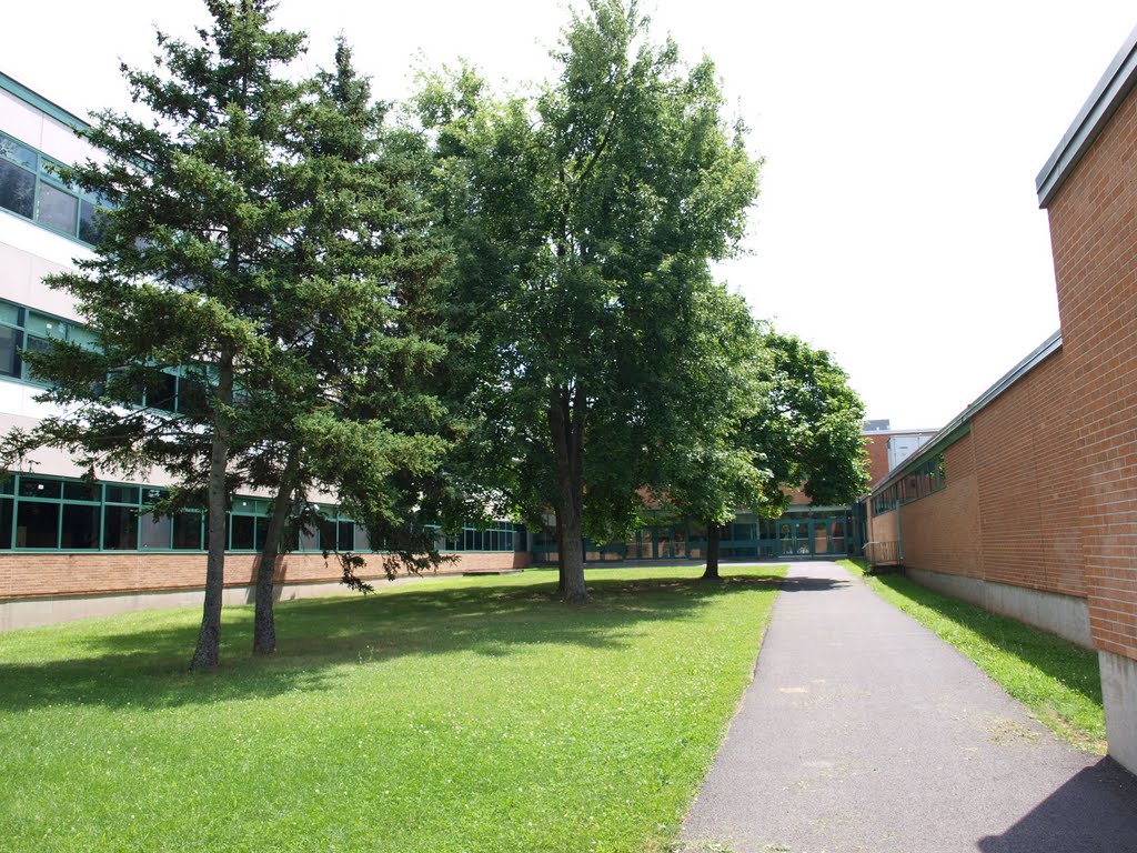 Four Trees Surrounded by School, Питчер-Хилл