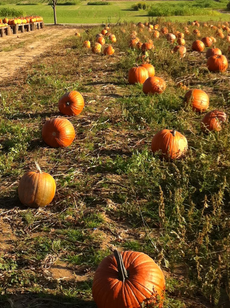 Pumpkin field, Риверхед