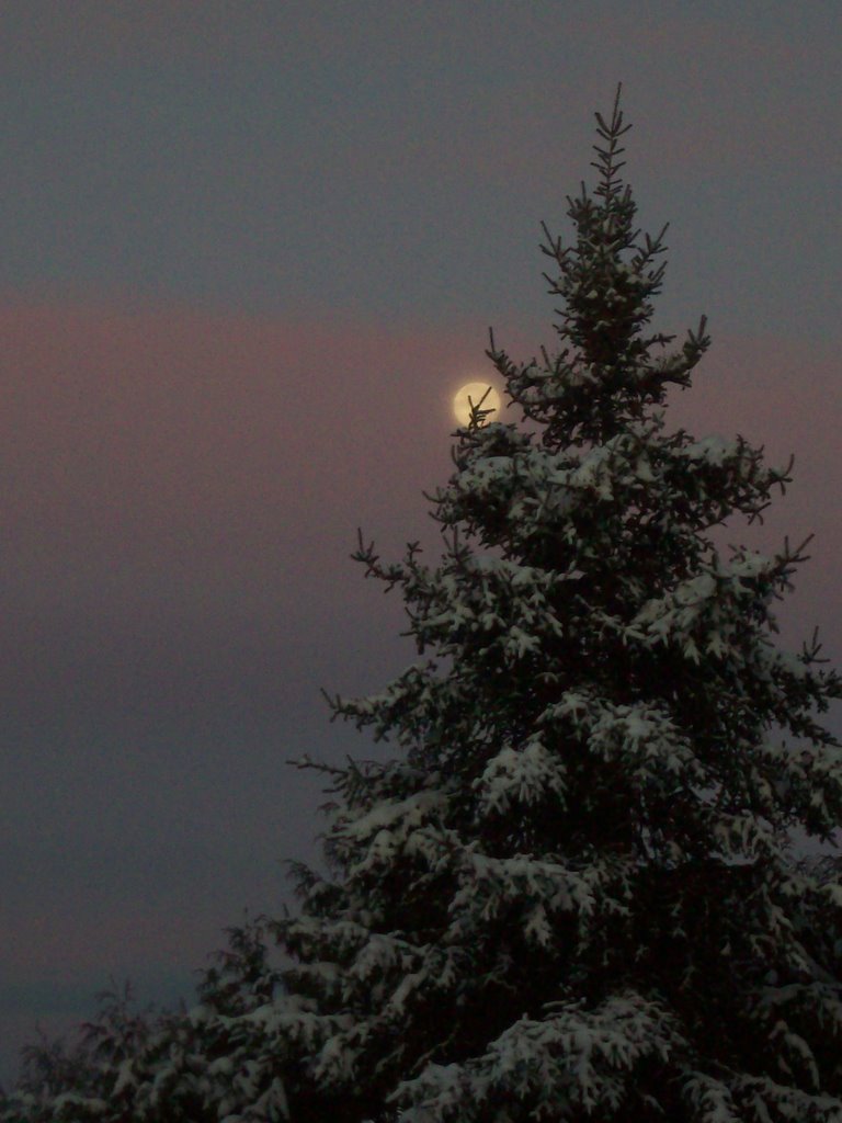 Moonlit Tree, Ром