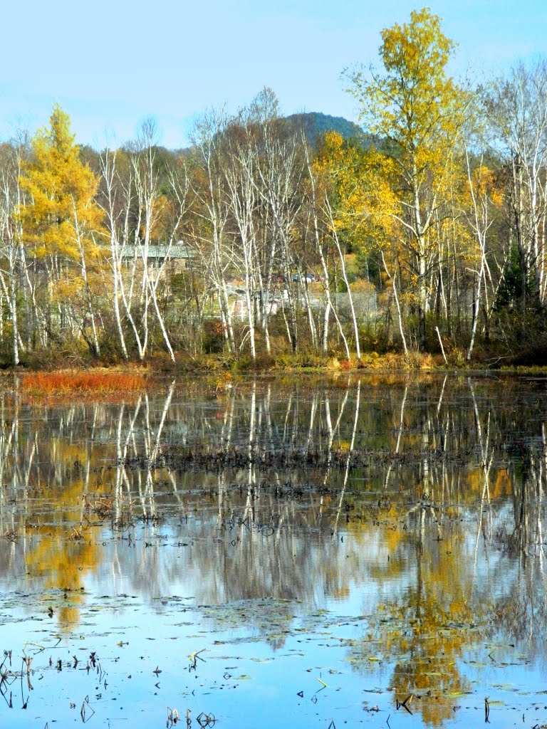 White birches, SLHS Pond, oct 23, 2012., Саранак-Лейк