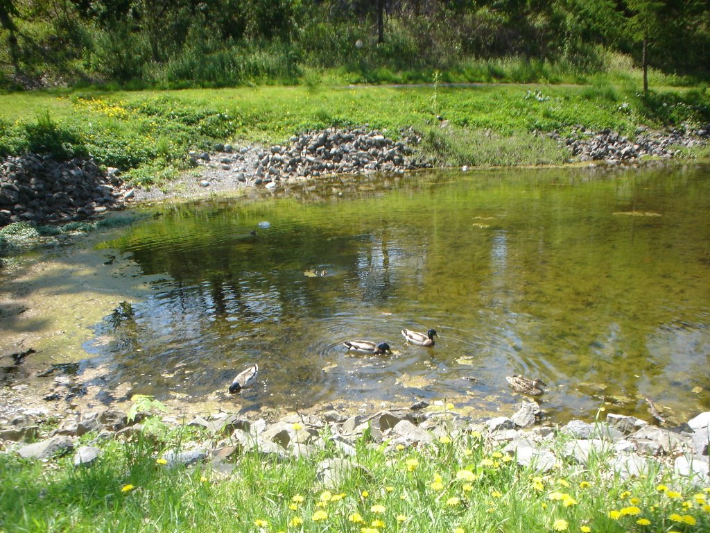 Duck Pond in Congress Park, Саратога-Спрингс