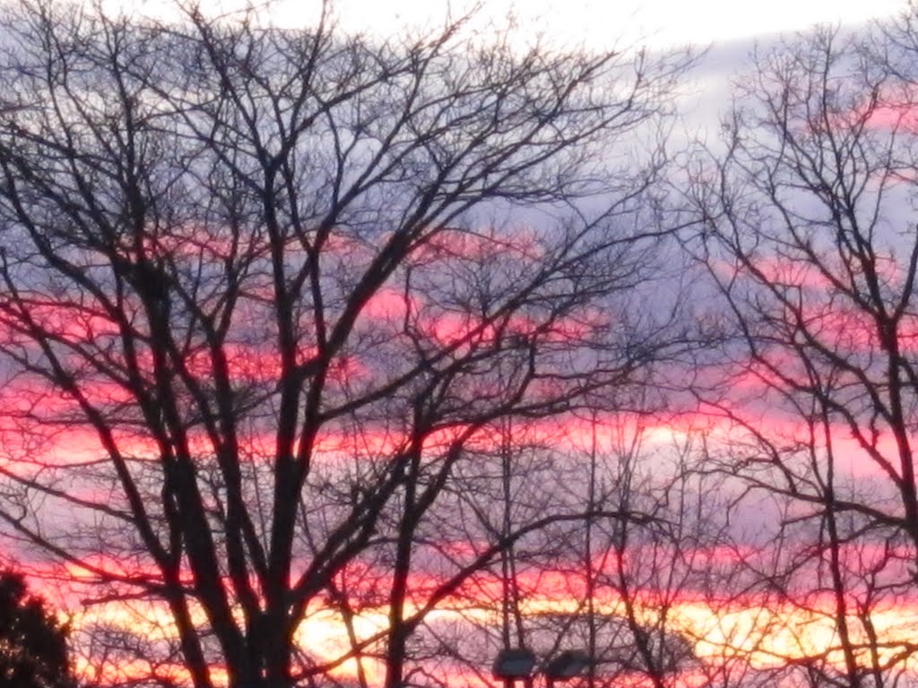 pink sunset in tree, Сент-Джеймс