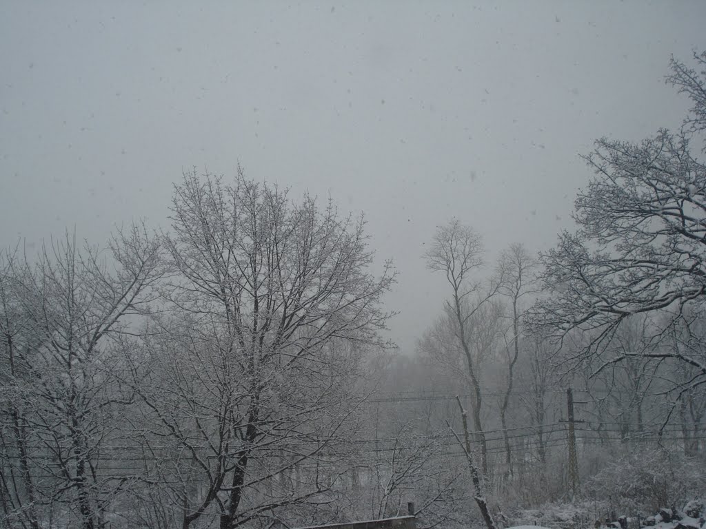 Nieve 2009, Уайт-Плайнс