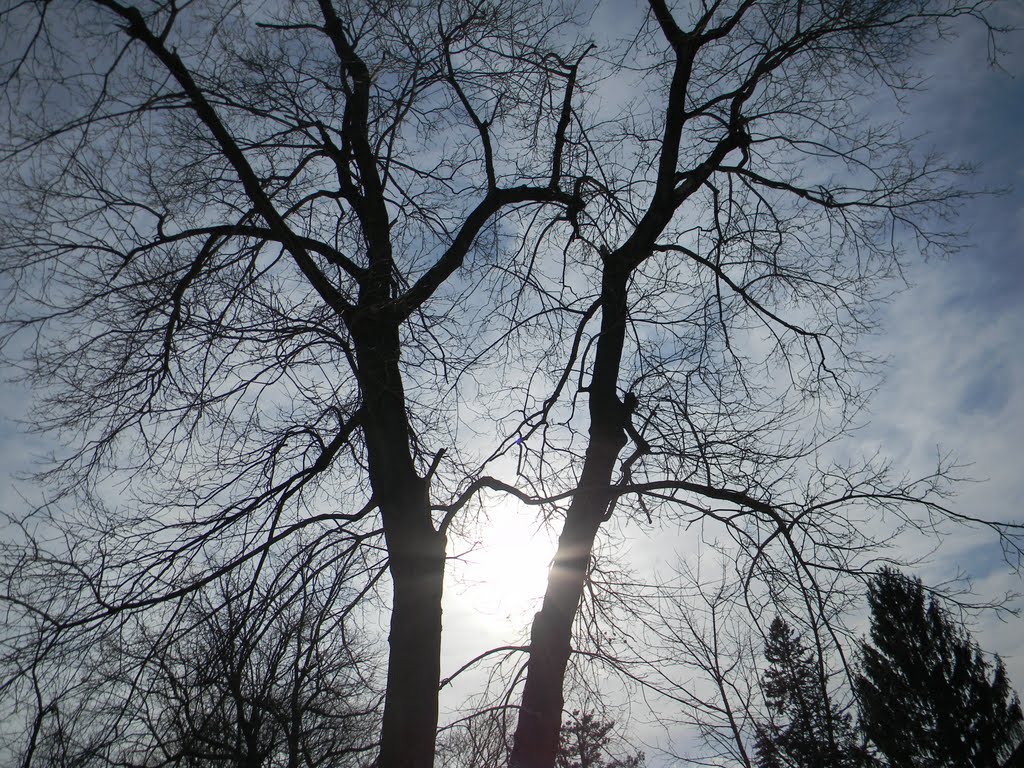 Shadow Trees, Филмонт