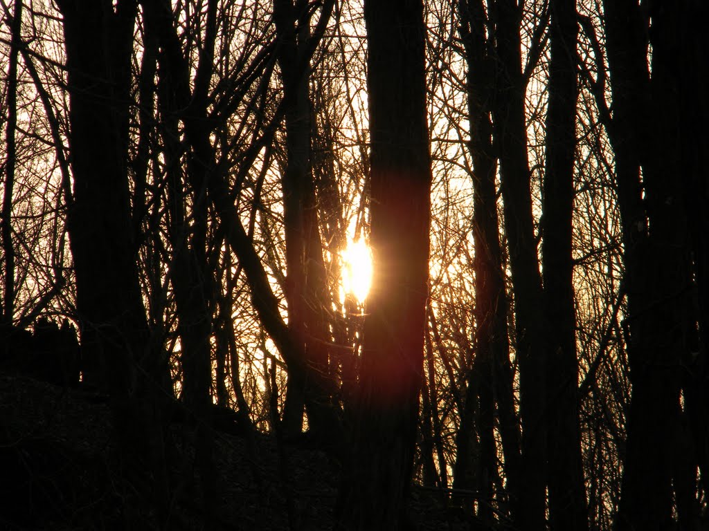 Sunset through the trees, Филмонт