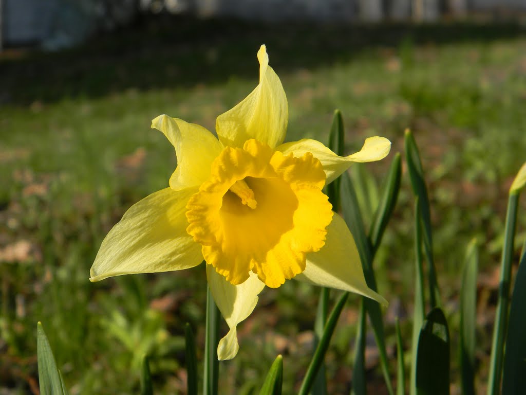 Yellow Flower, Филмонт