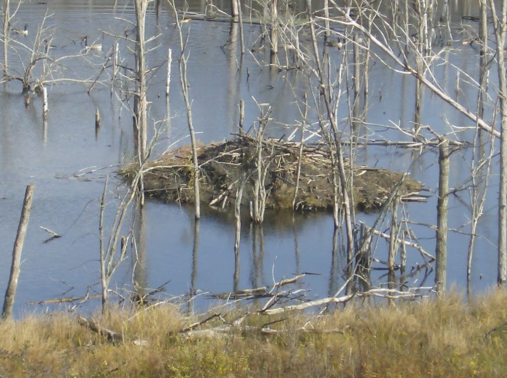 Beaver pond at Rt 12 & 8 interchange - Deerfield NY, Холланд-Патент