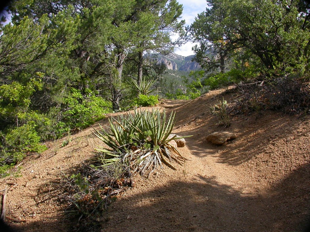 albuquerque, paisaje en cibola national park, Берналилло