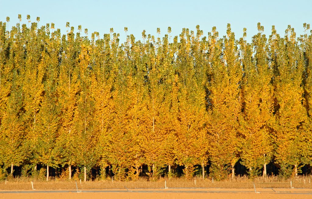 Hybrid poplar autumn colors, Киртленд