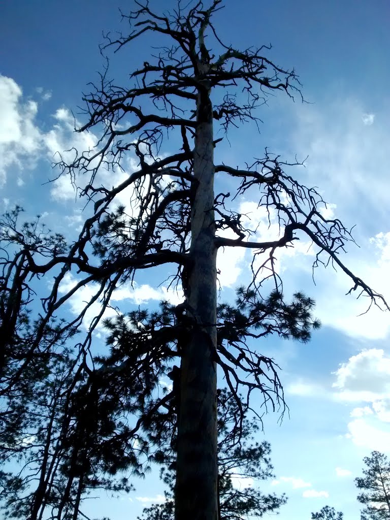Tree off Omega Canyon Trail, Los Alamos, NM, Лос-Аламос