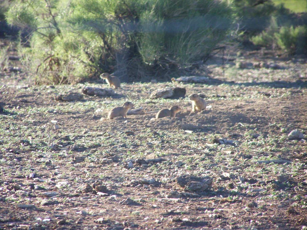 Taos prarie dogs, Ранчос-Де-Таос