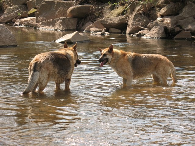 Amherst German Shepherds in the creek, Амхерст