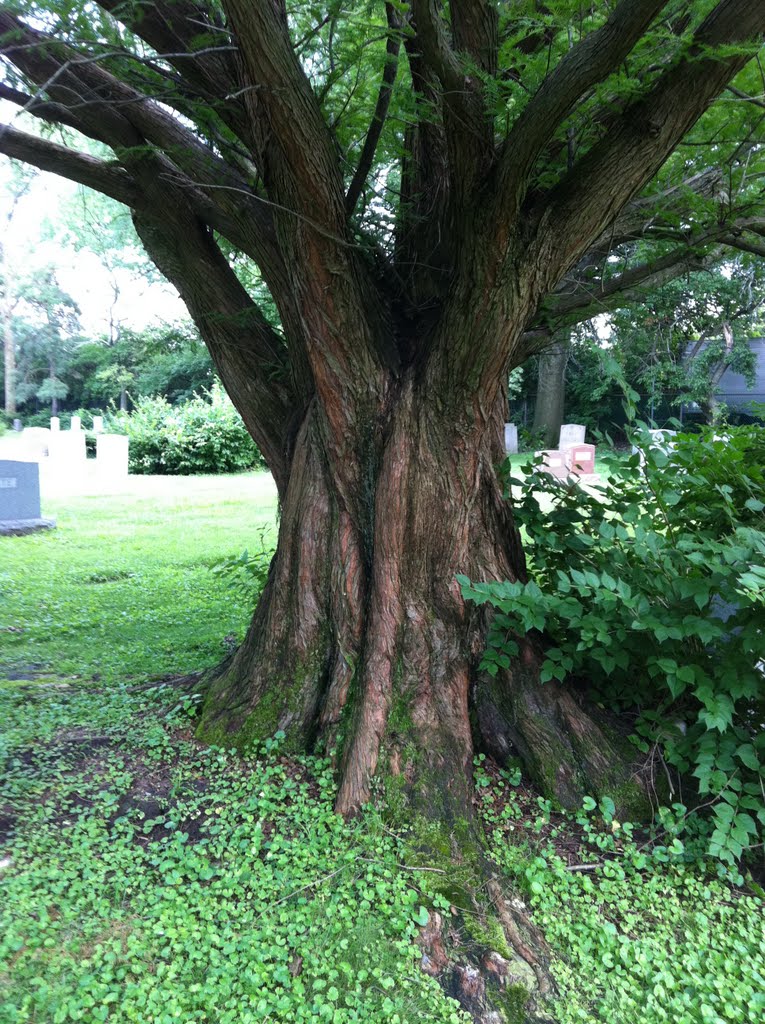 Old Tree in Union Cemetery, Аппер-Арлингтон