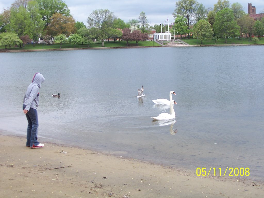 Swans at Lake Anna, Barberton, Ohio, Барбертон