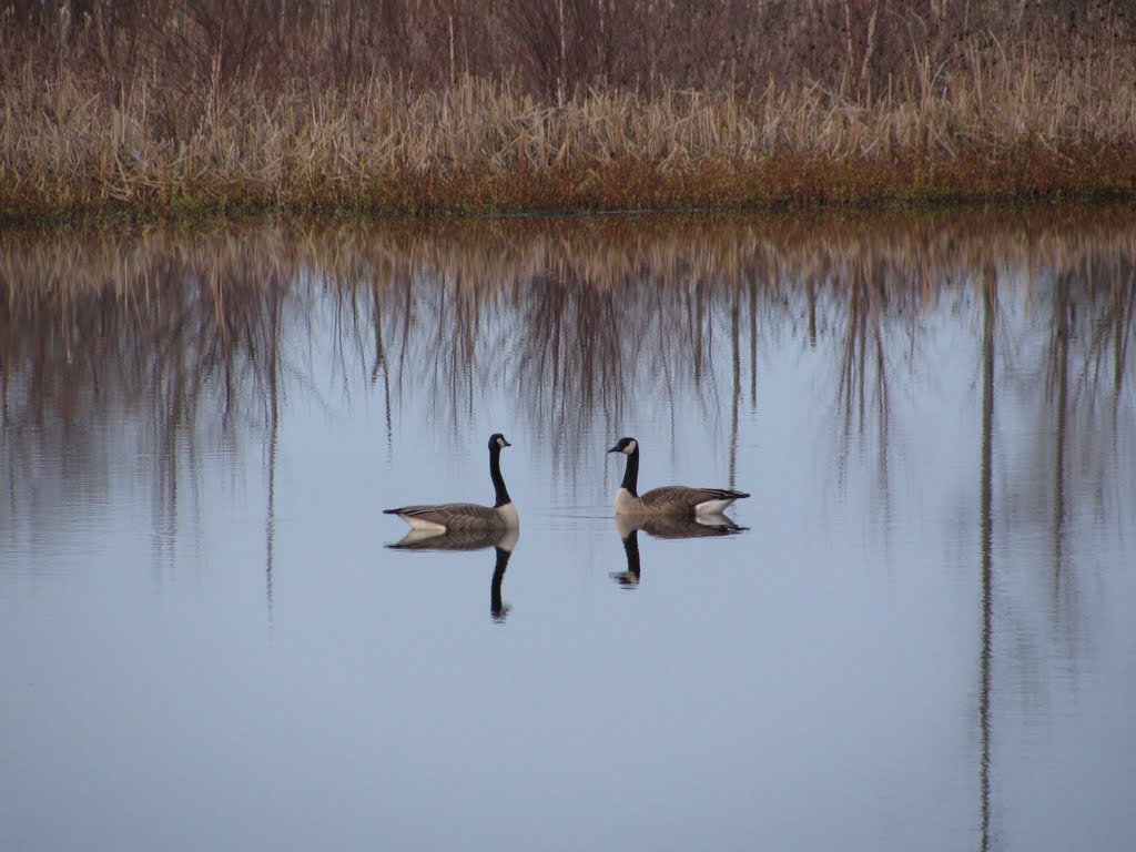 A pair of Canada geese, Muscatatuck NWR, Бедфорд-Хейгтс