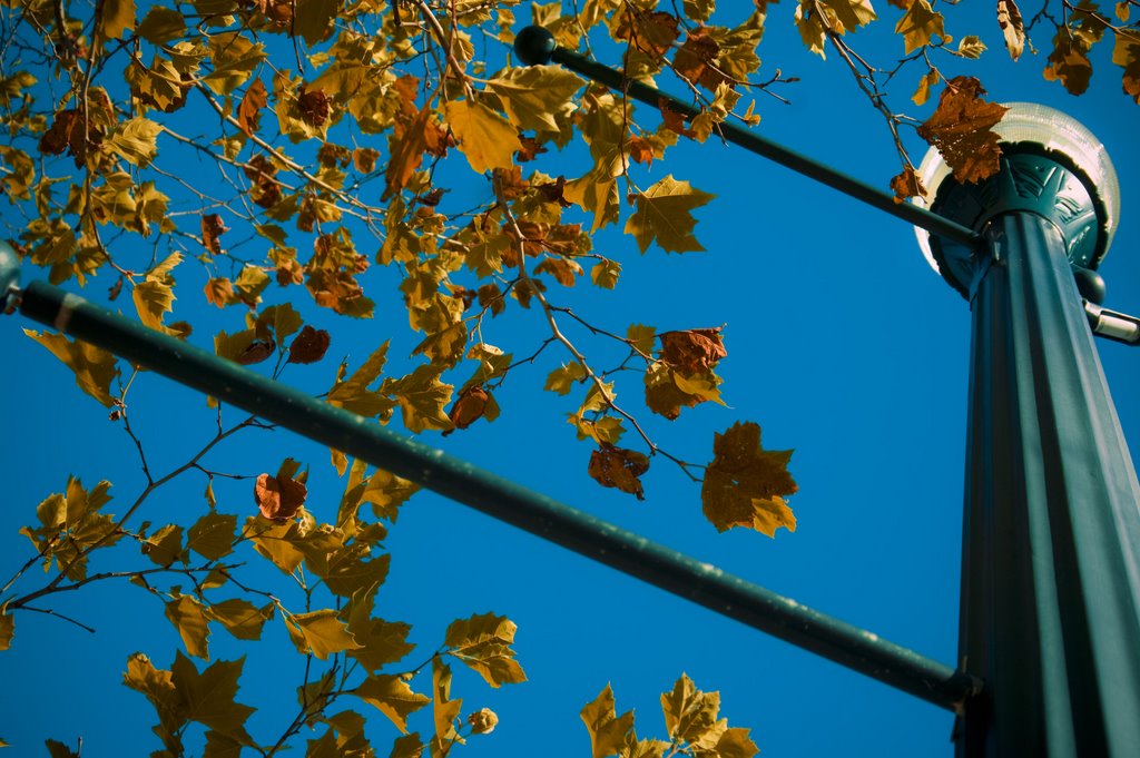 Lampost in Autumn, Бексли