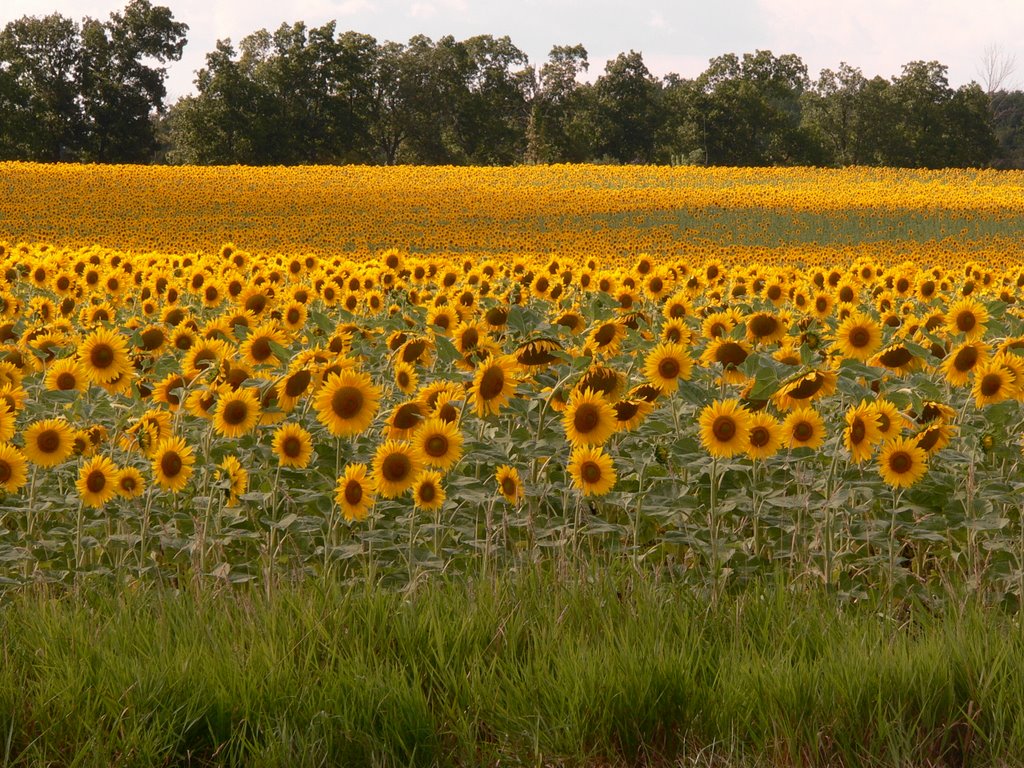 Sunflower sunrise in Clinton, Michigan, Браднер