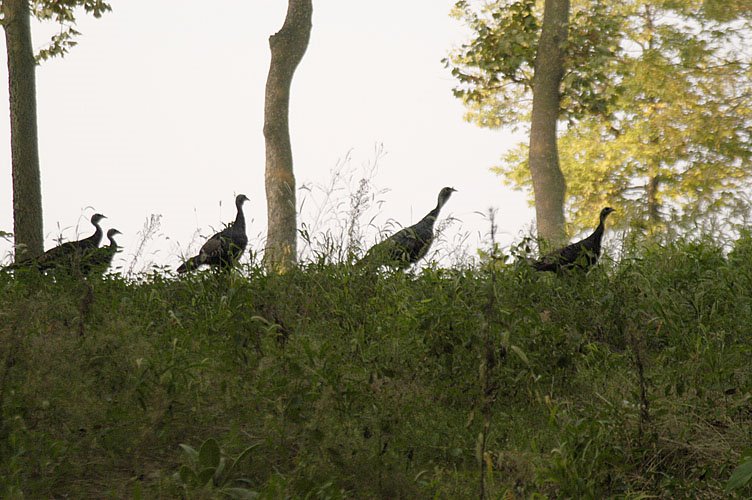 Wild turkeys on the island. Pelee Island,Ontario,Canada, Браднер