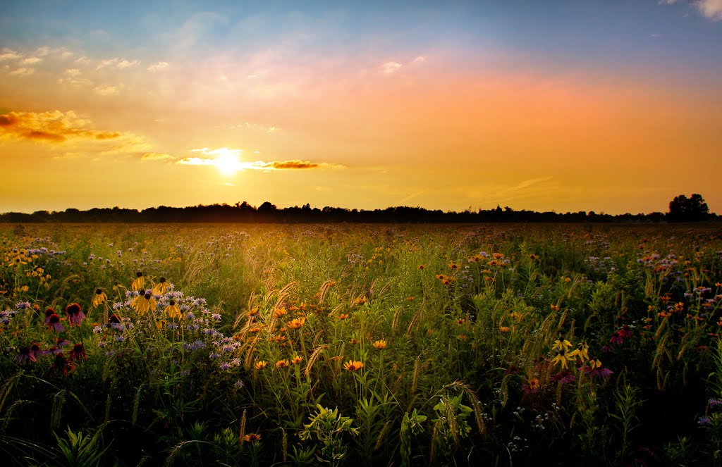 Springfield Bog Full Bloom Sunset, Гринхиллс