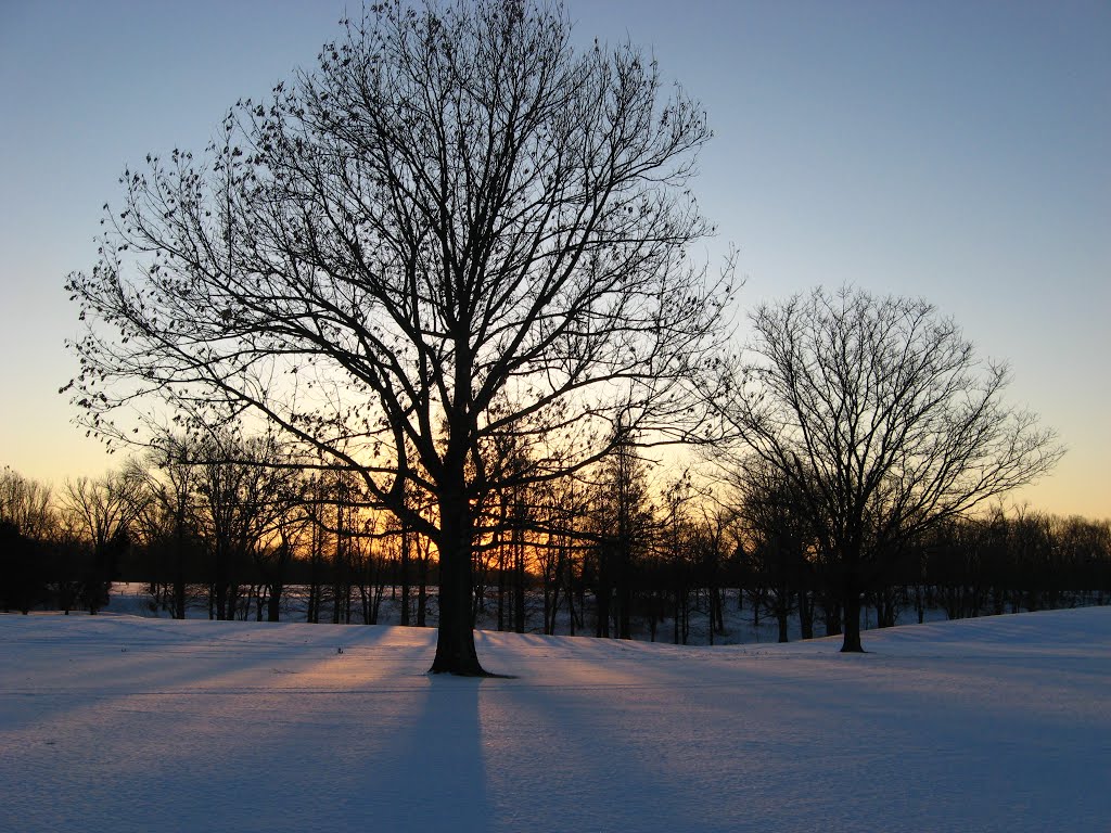 Winter tree, Village of Indian Hill, Ohio, Индиан Хилл