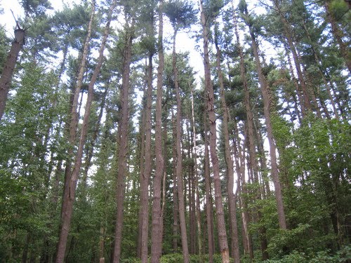 The Pine Forest in Glen Helen Preserve, Йеллоу-Спрингс