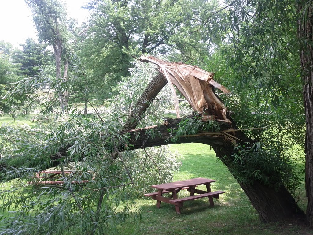 Broken Tree, Кантон