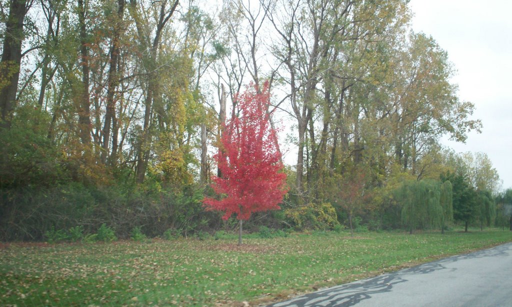 Red Maple Outside Castalia 10/26/07, Касталиа