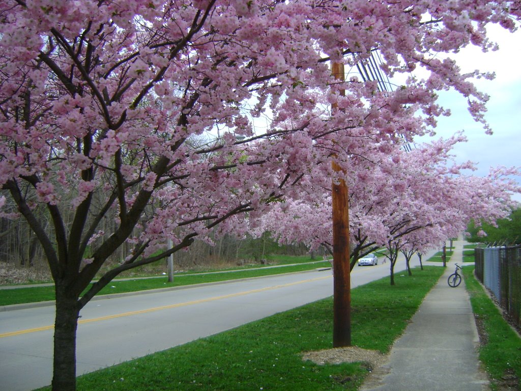 Apple Blossoms, Кент