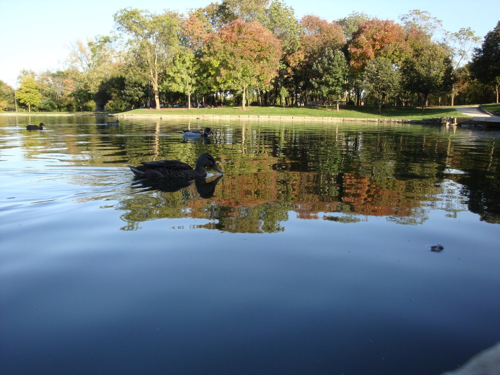 Lincoln Park Pond Ducks Kettering, Ohio, Кеттеринг
