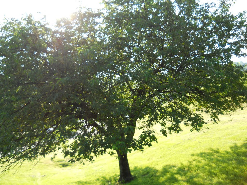 Hackberry Tree, Ланкастер