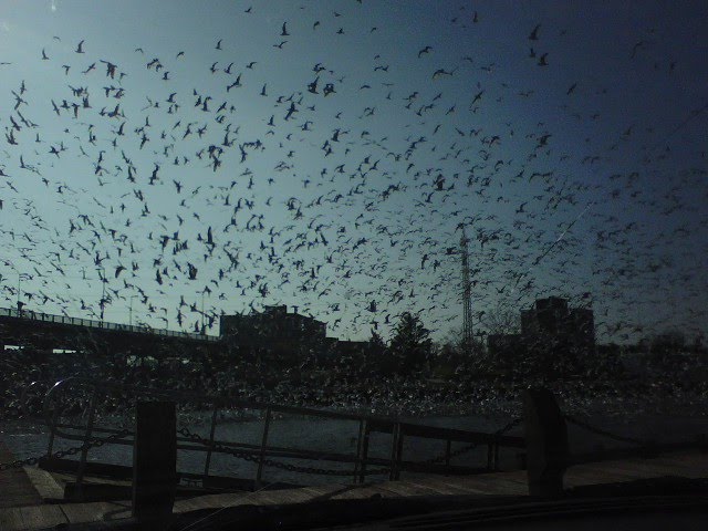 Flock of Seagulls, Лорейн