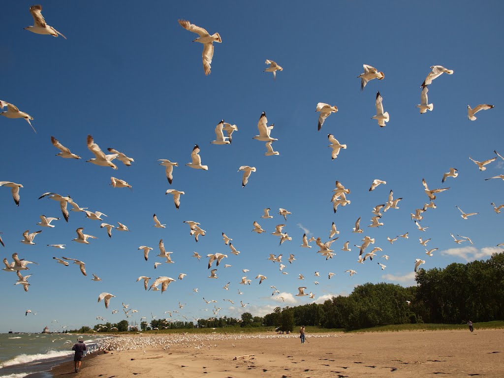 Flock of Gulls at Headlands Beach, OH, Ментор