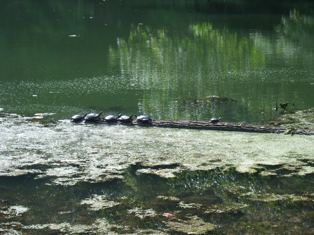 Turtles in Beaver Pond, Могадор